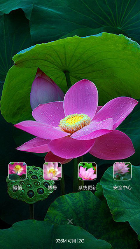 微山湖荷花（高清壁纸) screenshot