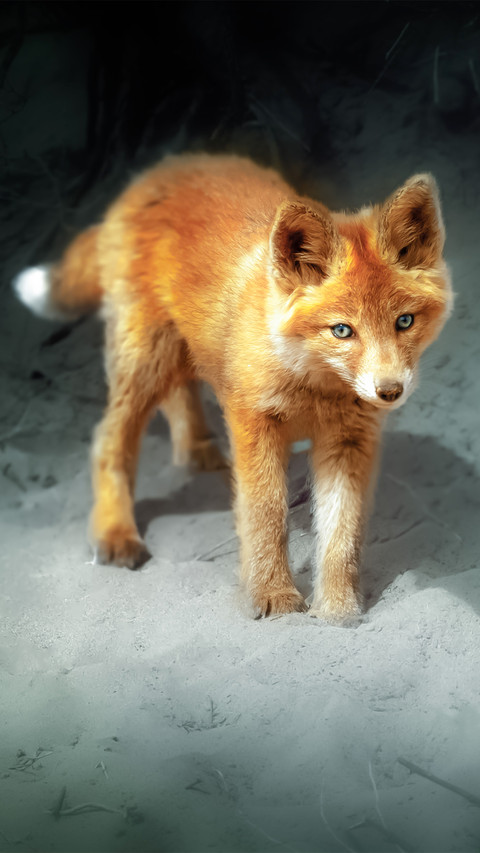 Little fox screenshot