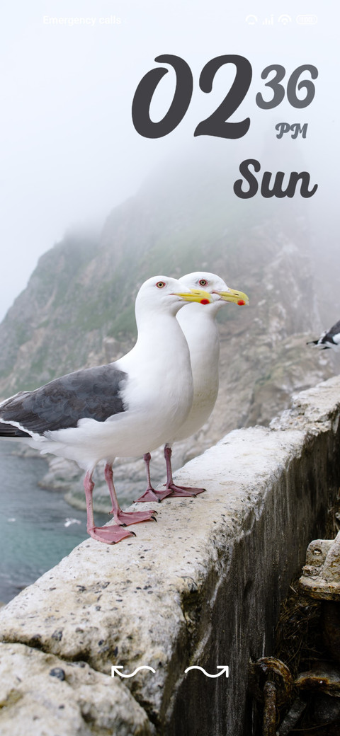 seagull screenshot