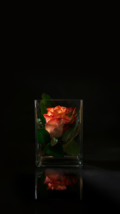 Beautiful Orange Rose in Vase screenshot