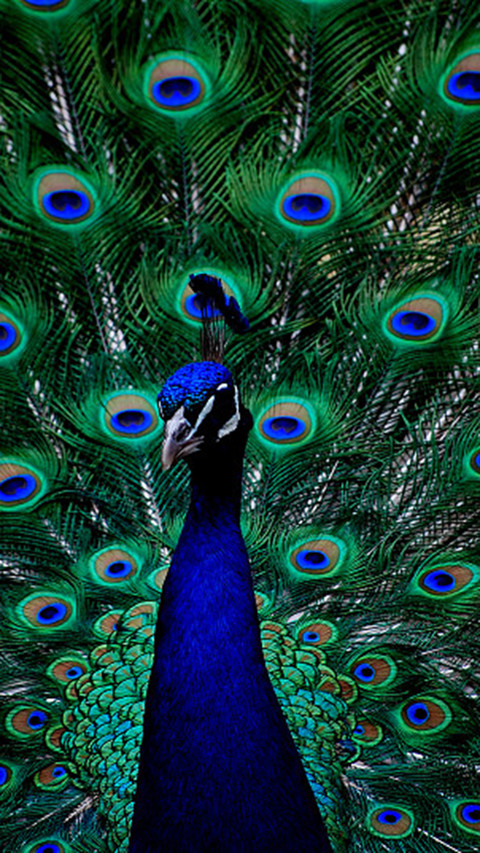 Peacock26 screenshot