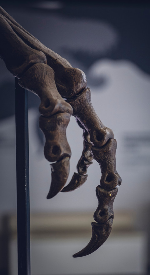 Dinosaur (10) screenshot