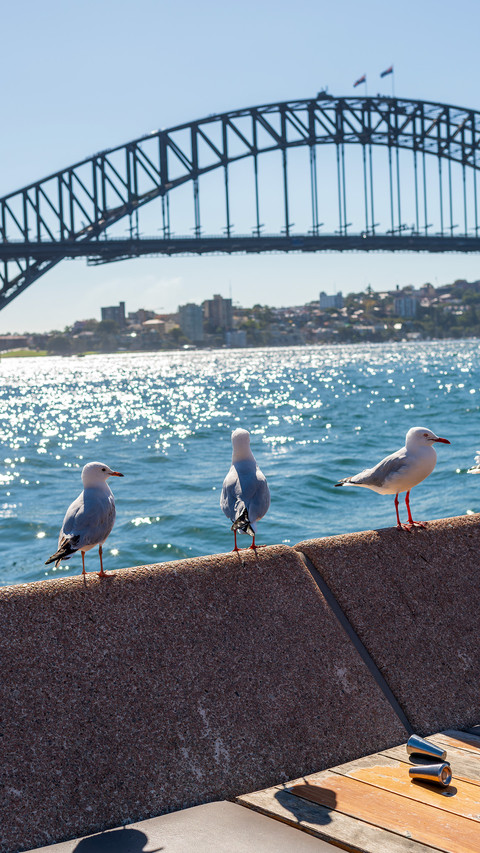 Pigeons by the seaside screenshot