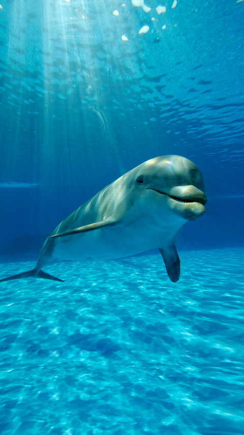 Cold knowledge about dolphins 05 screenshot