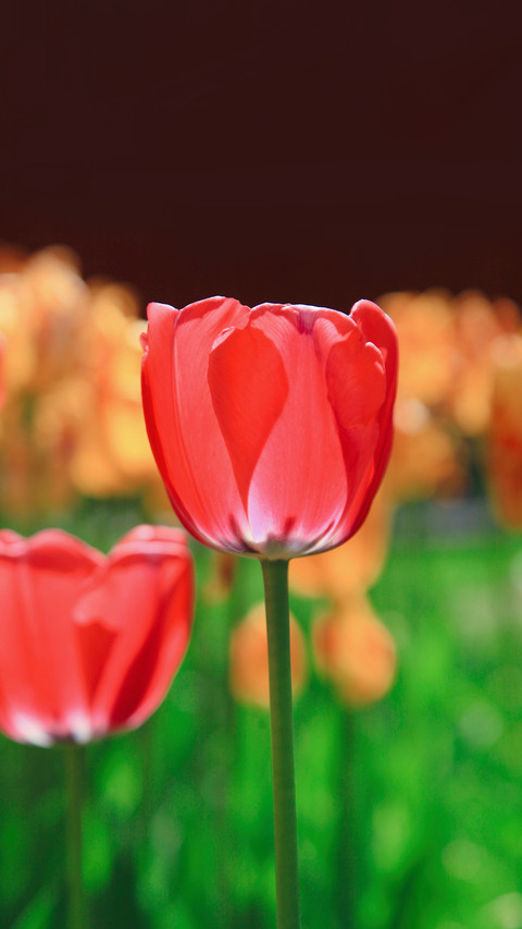 Beautiful flowers loved by everyone screenshot