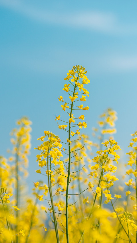 Ten thousand acres of rapeseed flowers bloom in cen gong screenshot