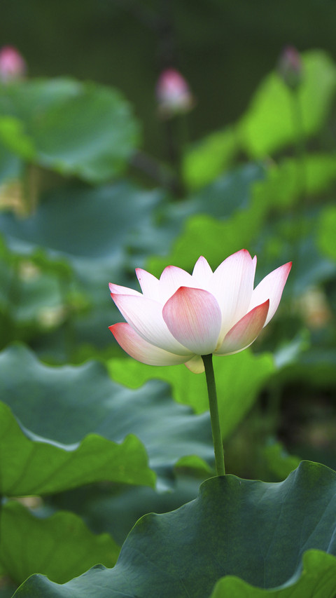 Beautiful Lotus screenshot