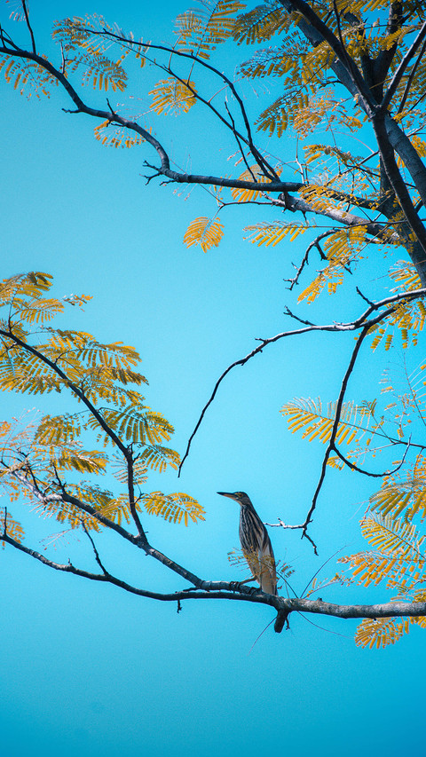 More than 1000 species of birds in Yunnan screenshot