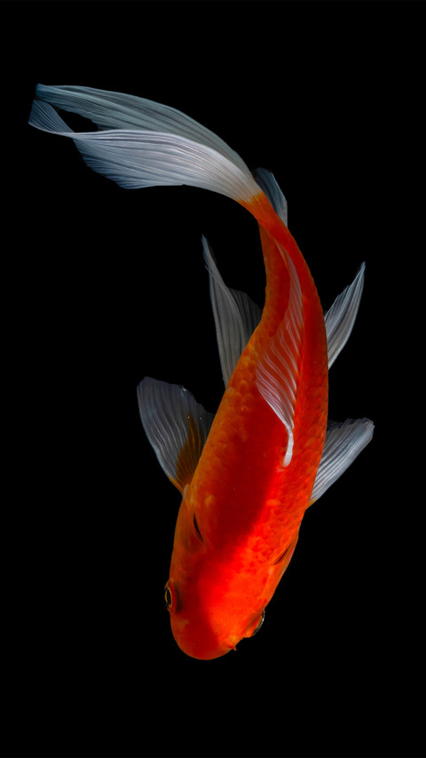 Koi possession screenshot