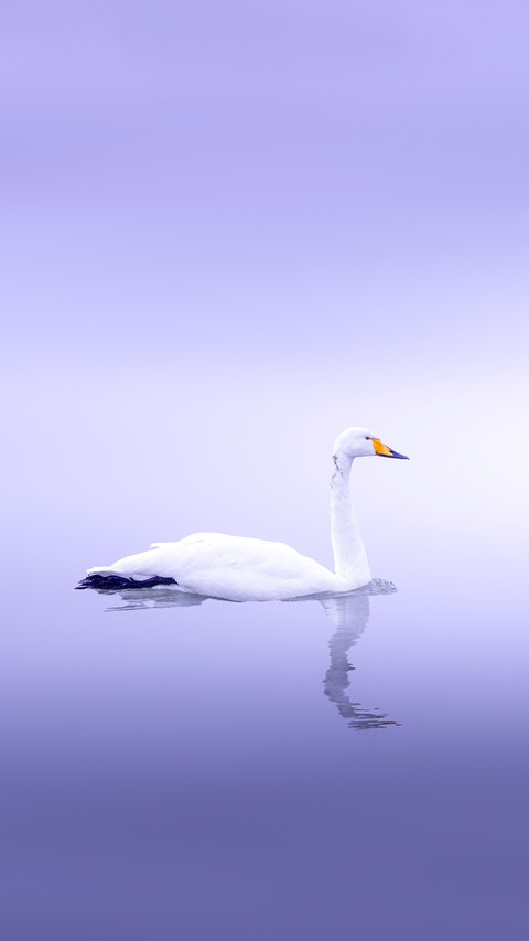 Swans and domestic geese are not the same species screenshot