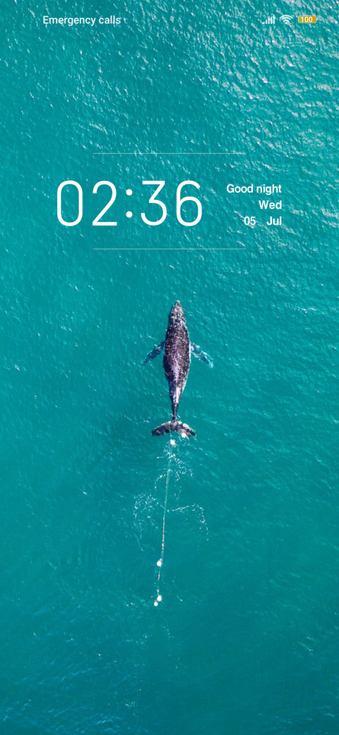 Whale emergence screenshot