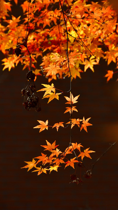 Autumn strong maple leaf red screenshot