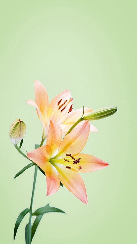 百合花 screenshot