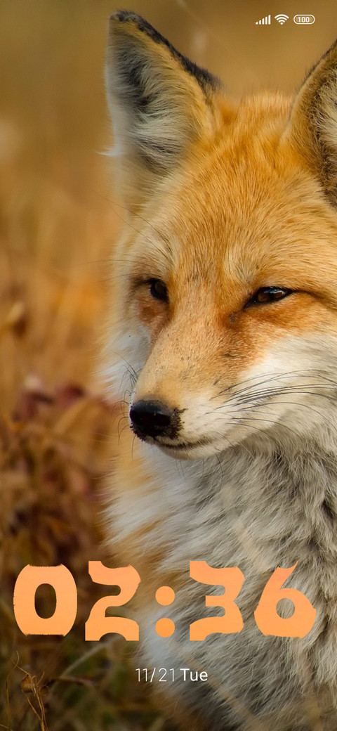 wildlife fox screenshot