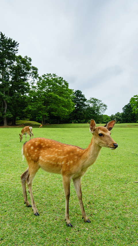 india-deer screenshot