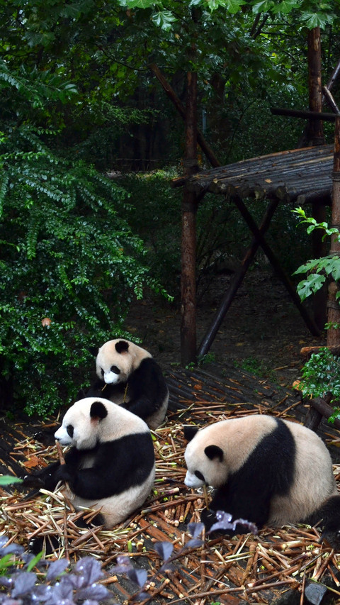 Triplets giant pandas are 7 years old screenshot