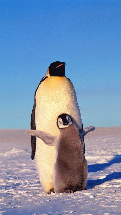 Where do the penguins in the zoo come from screenshot