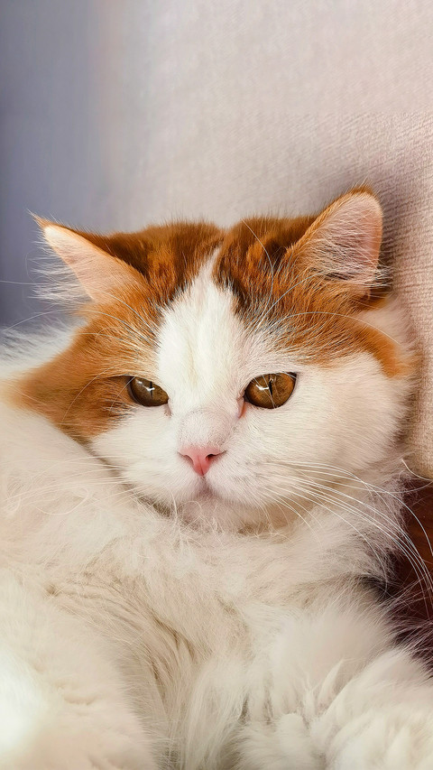Meow lazy screenshot