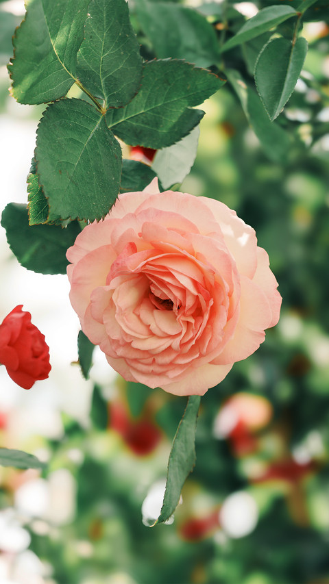 Pink rose screenshot