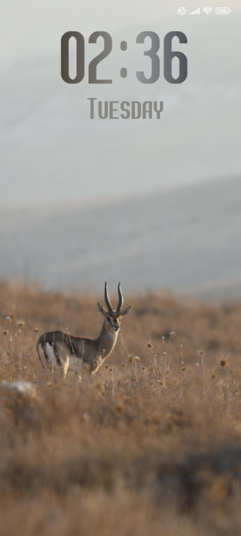 Mammal screenshot