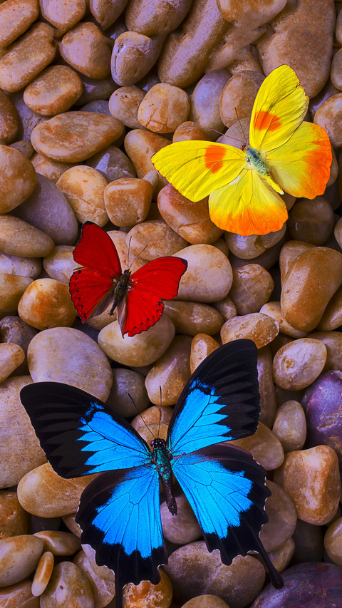Three butterflies screenshot