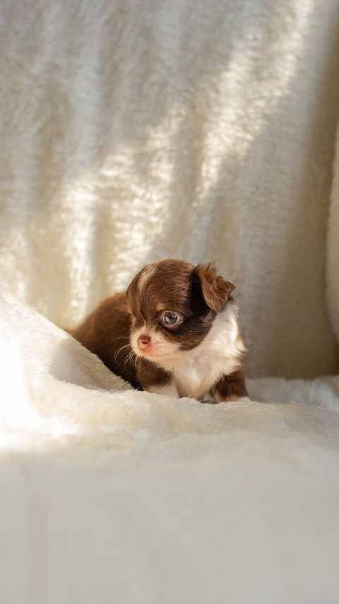 Puppy on white carpet,looking around in sunlight screenshot