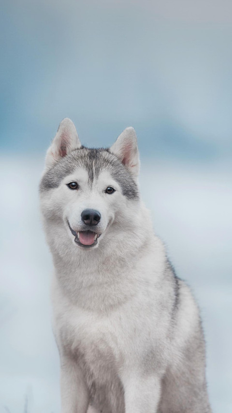 Dog393 screenshot
