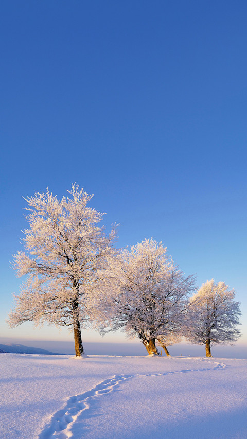 Fagus sylvatica in the South Black Forest, Germany screenshot