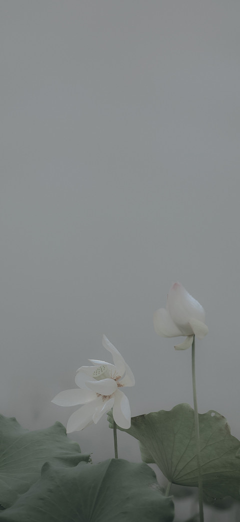 清雅之韵 screenshot