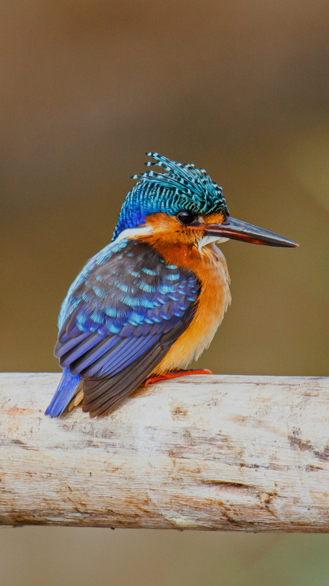 Wooden Perch, Home to a Colorful Kingfisher's Tranquility screenshot