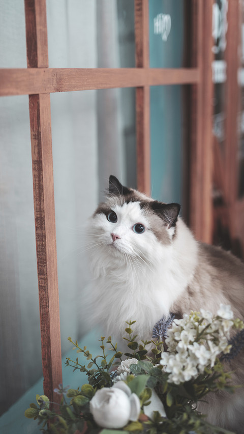 Long haired cat care guide screenshot
