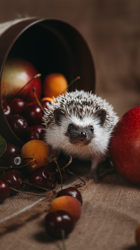 Foraging Hedgehog-03 screenshot