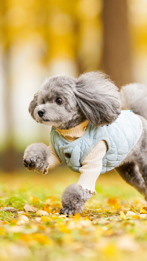 Running poodle 2 screenshot