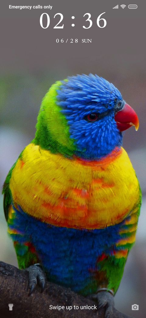 RainbowLorikeet_3MDS screenshot