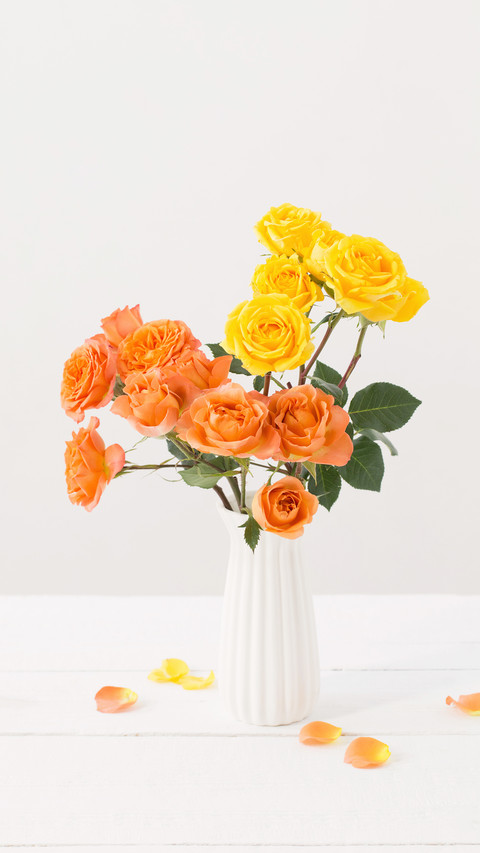 Roses in white vase on white background screenshot