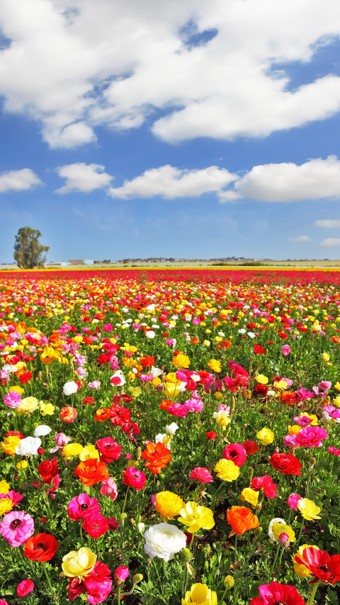Magnificent flower fields screenshot