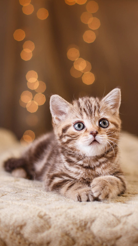 Cat screenshot