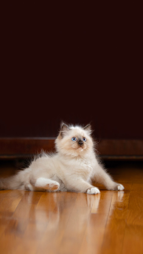 Fluffy Kitten Plays on the Floor on a Brown at Home screenshot