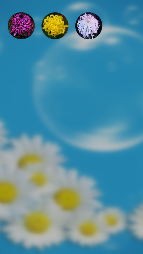 菊花（动态锁屏特效+动态桌面特效） screenshot