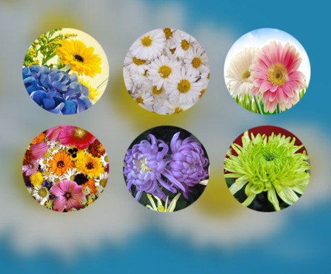 菊花（动态锁屏特效+动态桌面特效） screenshot