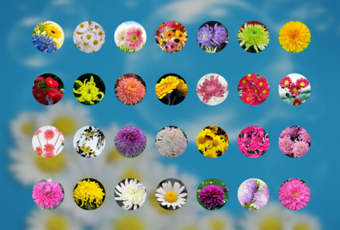菊花（动态锁屏特效+动态桌面特效） screenshot