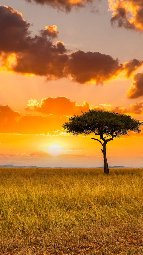 Sunset over the african savanna screenshot