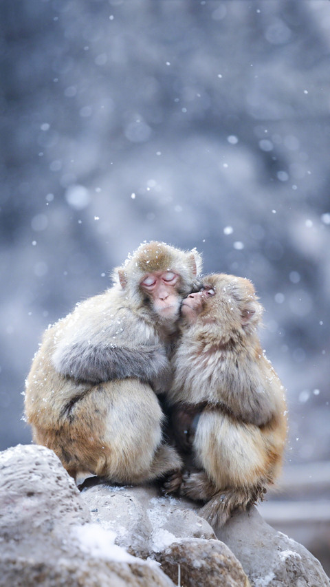 Monkeys warming each other in the snow screenshot