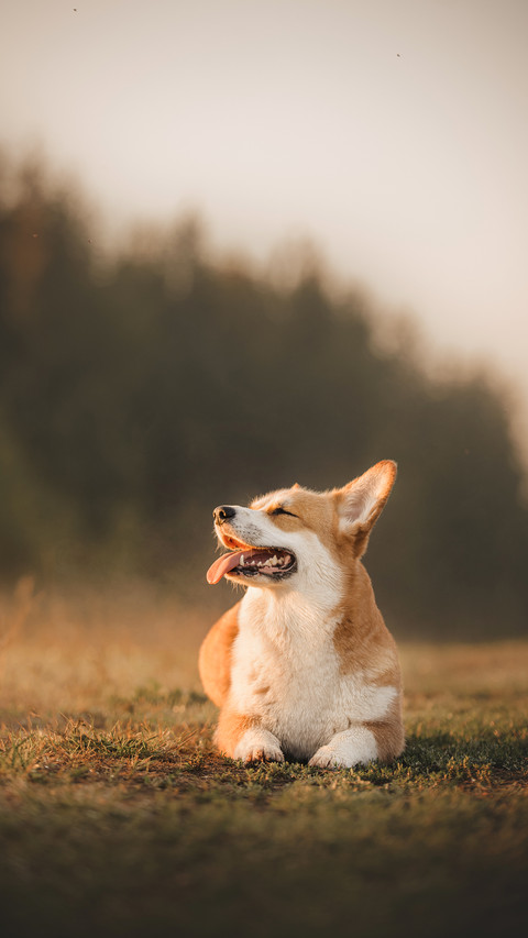 A Corgi Pembroke Dog Playing  in Gold Field screenshot