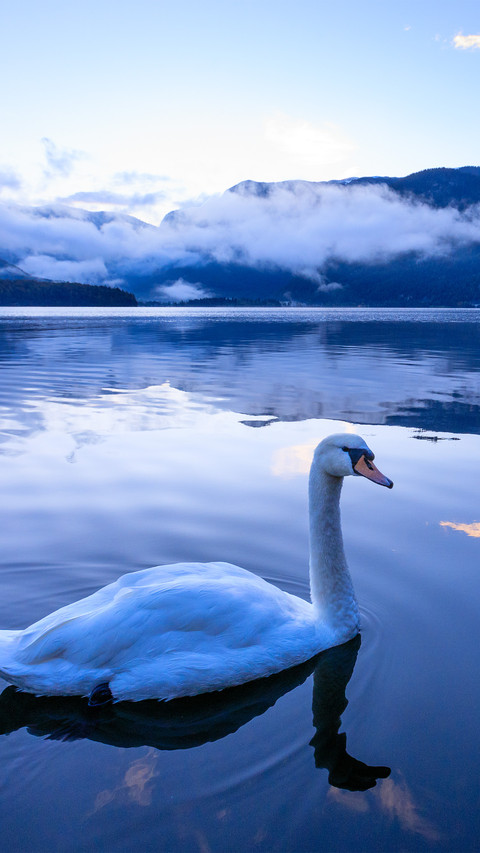 Swans in the early morning screenshot