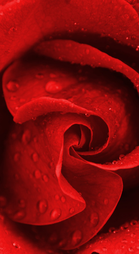 Red Roses (23) screenshot