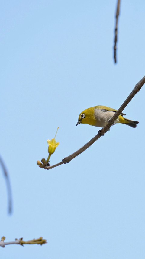 Flowers fall, branches empty, birds gaze at each other. screenshot