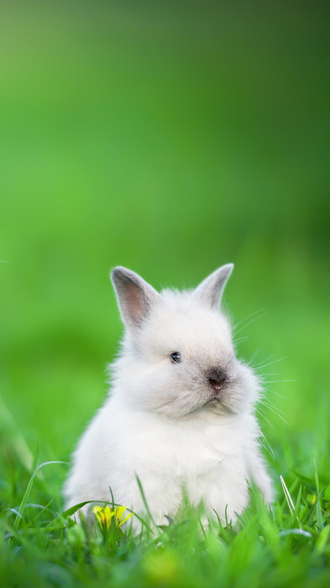 Little Rabbit Sitting on The Lawn in Summer screenshot