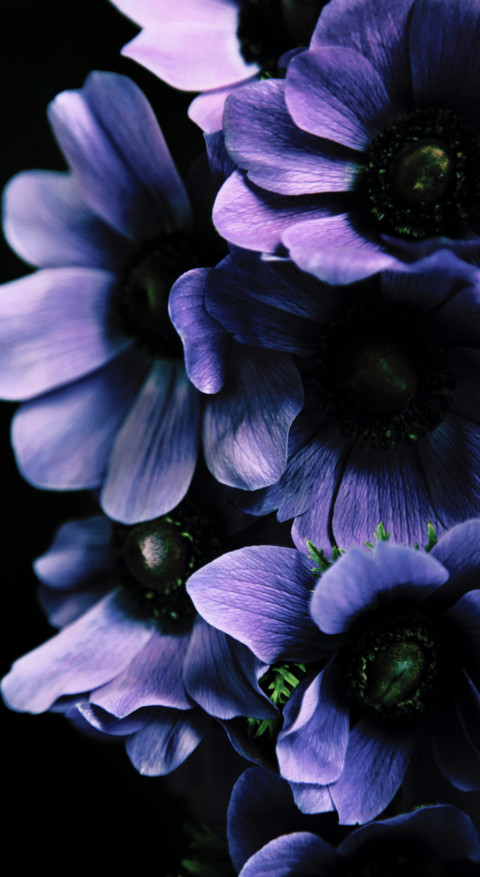 Macro Photography (13) screenshot