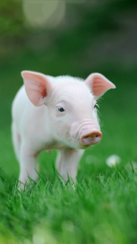 Can you keep a pet pig 31 screenshot